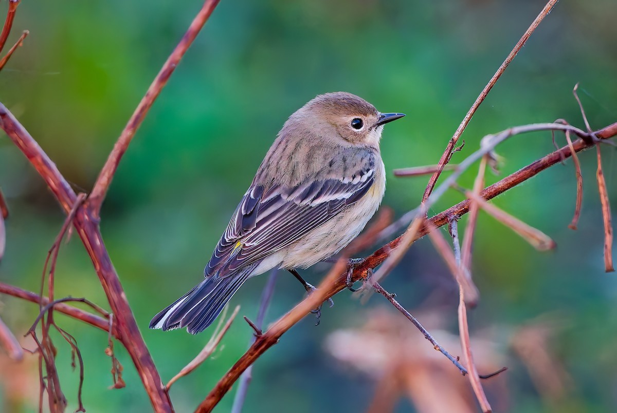 Yellow-rumped Warbler - ML647238083
