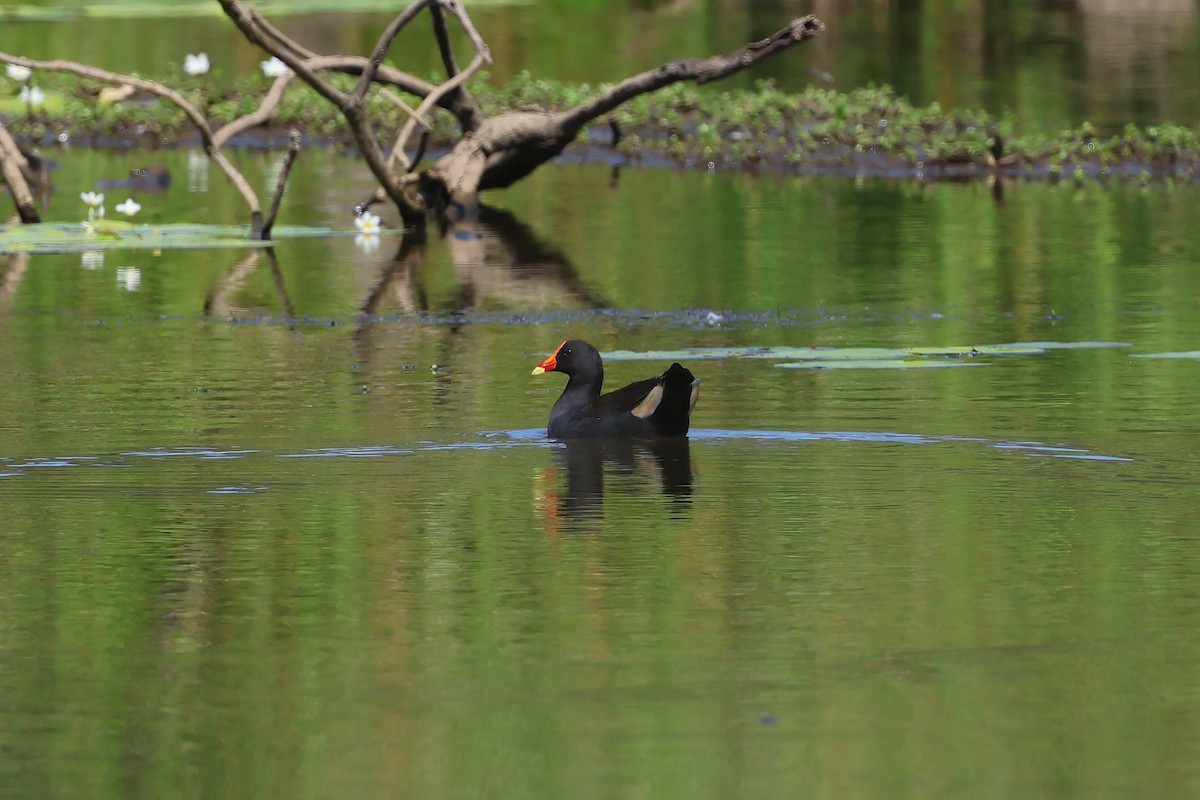 Dusky Moorhen - ML647238085