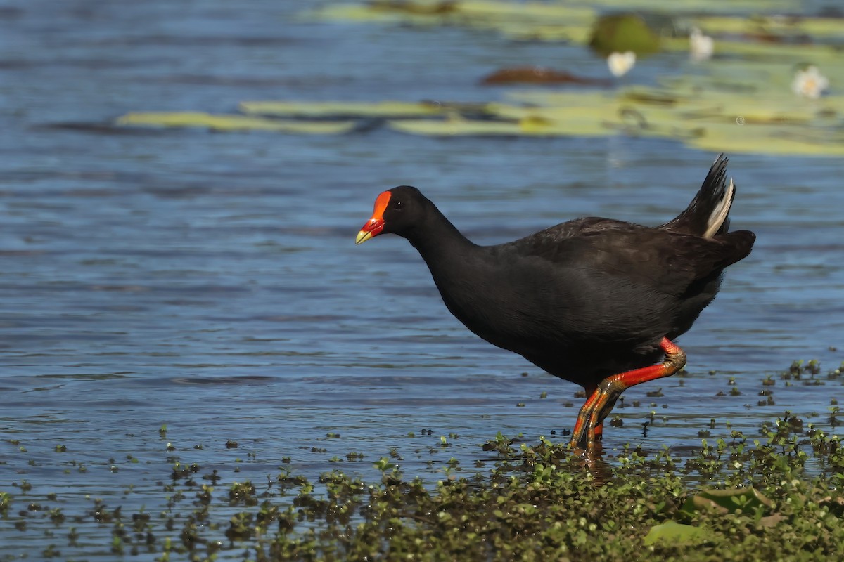 Dusky Moorhen - ML647238086
