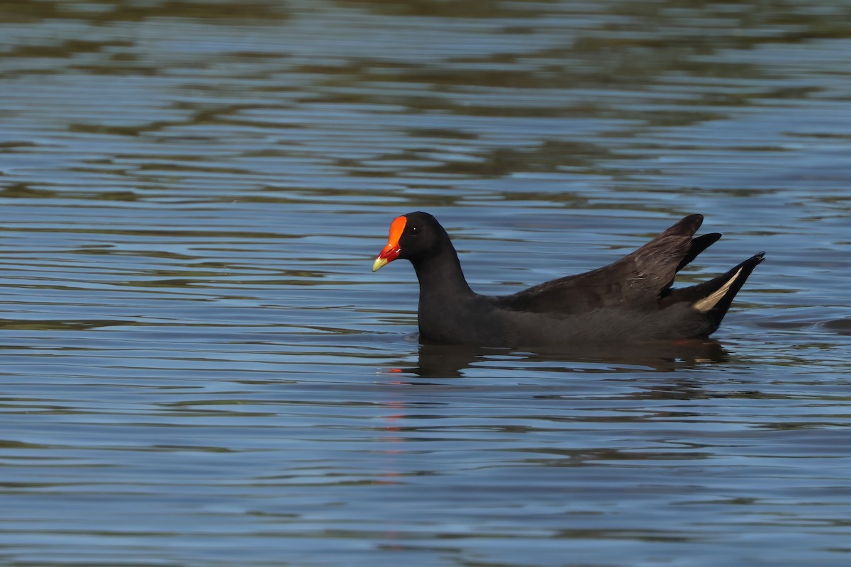 Dusky Moorhen - ML647238087