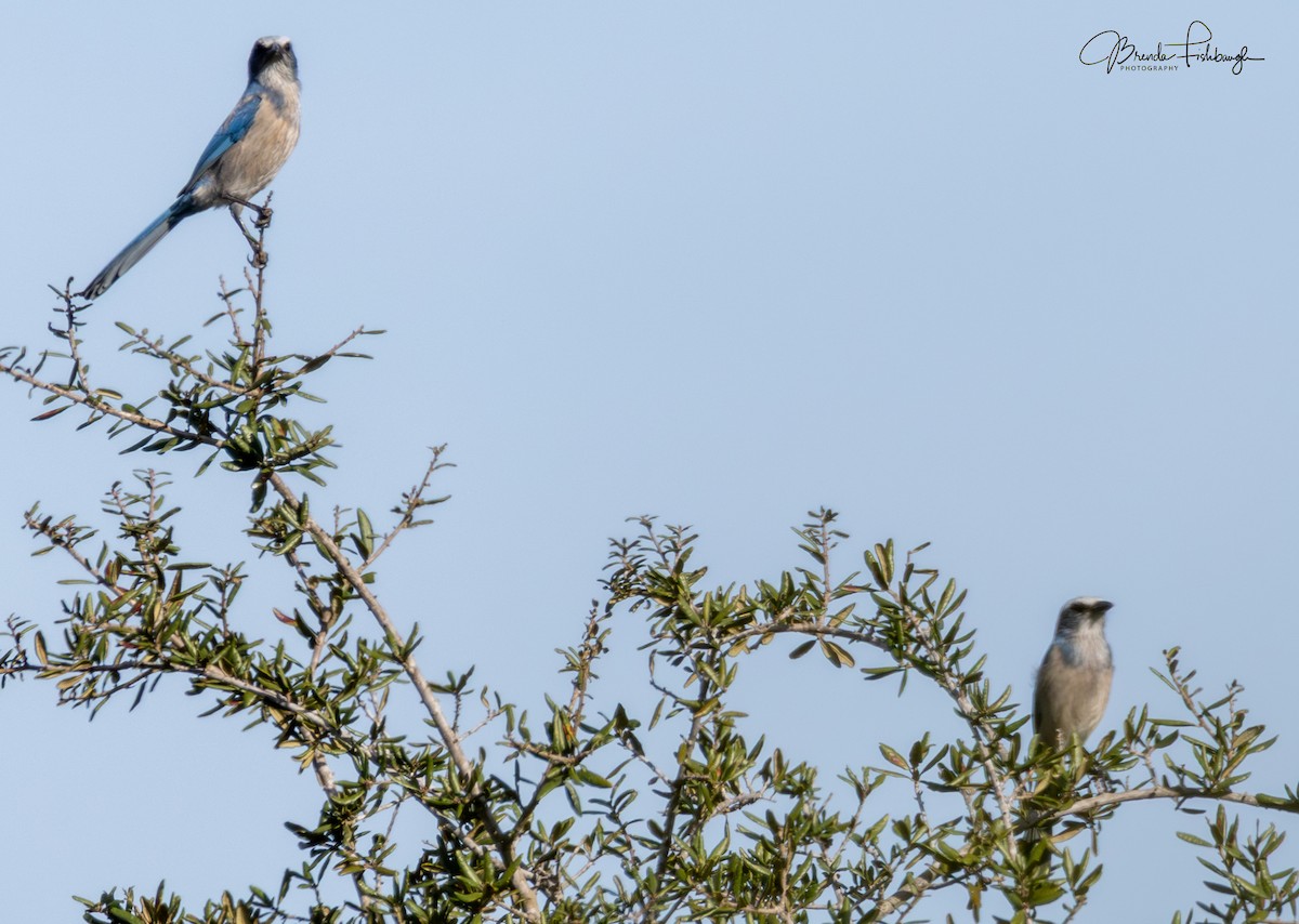 Florida Scrub-Jay - ML647238088