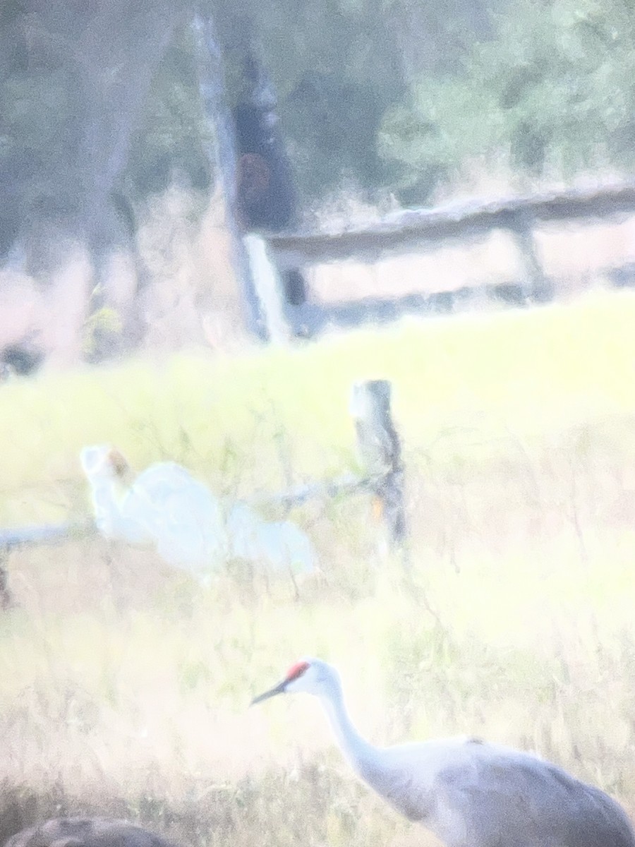 Sandhill Crane - ML647238095