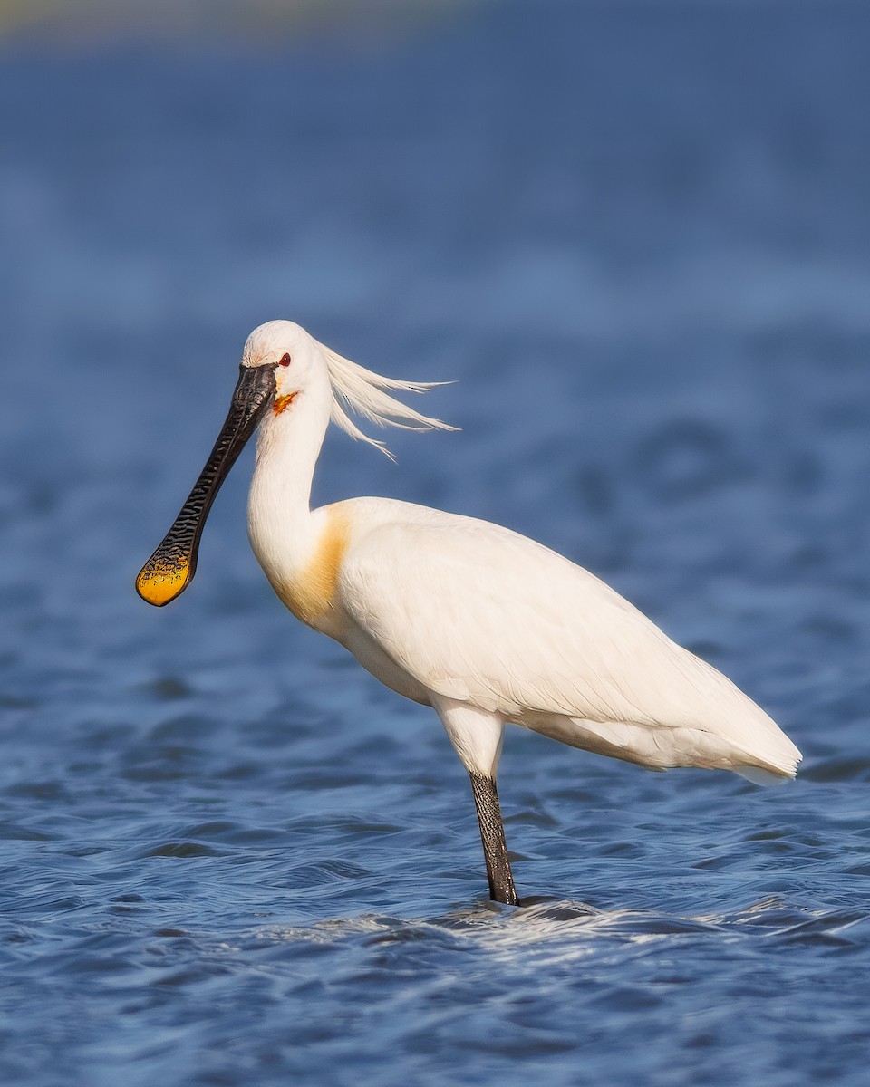 Колпица - ML647238102