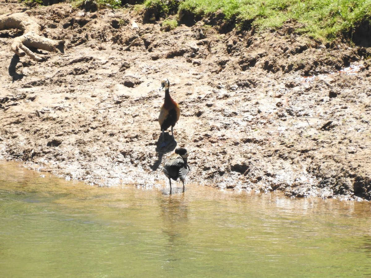 White-faced Whistling-Duck - ML647238106
