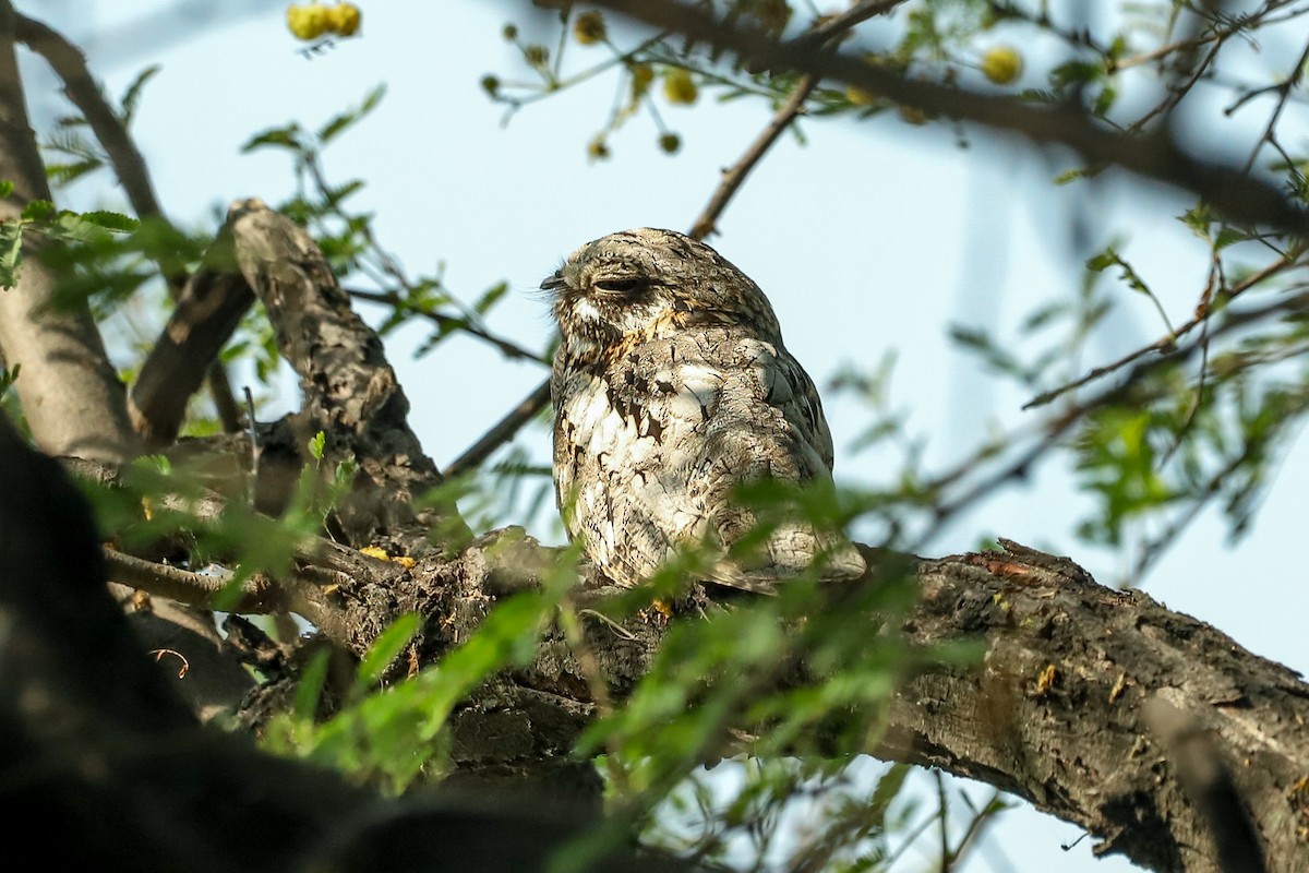 indianattravn - ML647238109