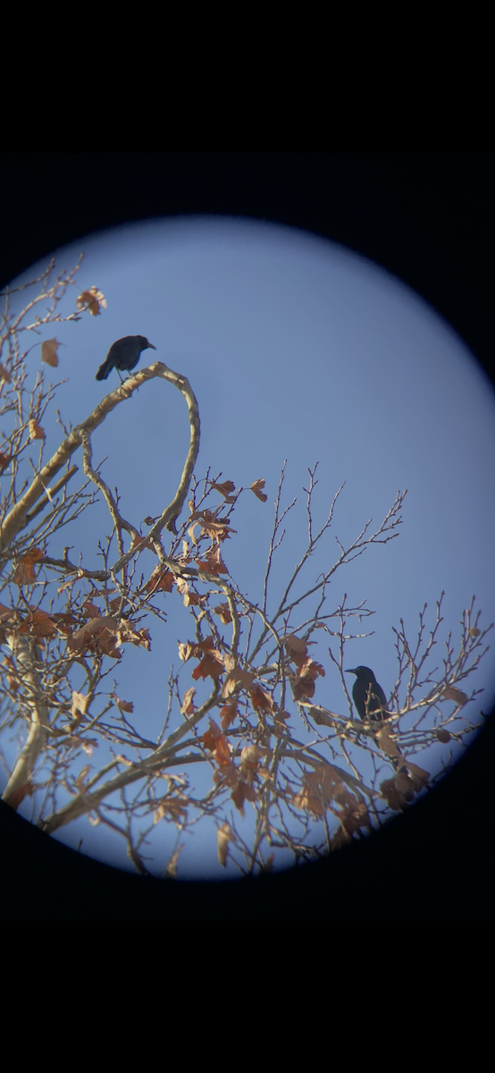 Great-tailed Grackle - ML647238111