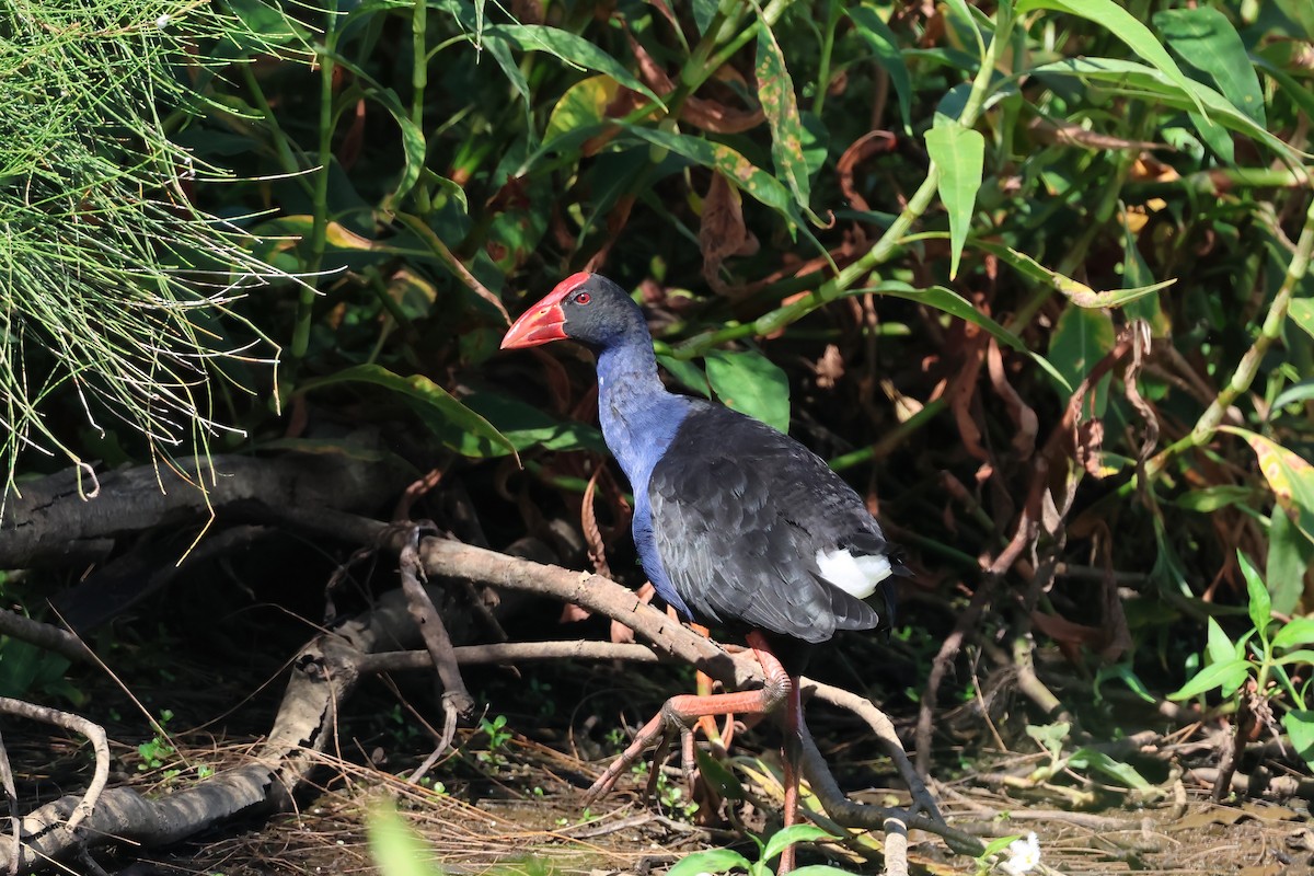 Australasian Swamphen - ML647238117