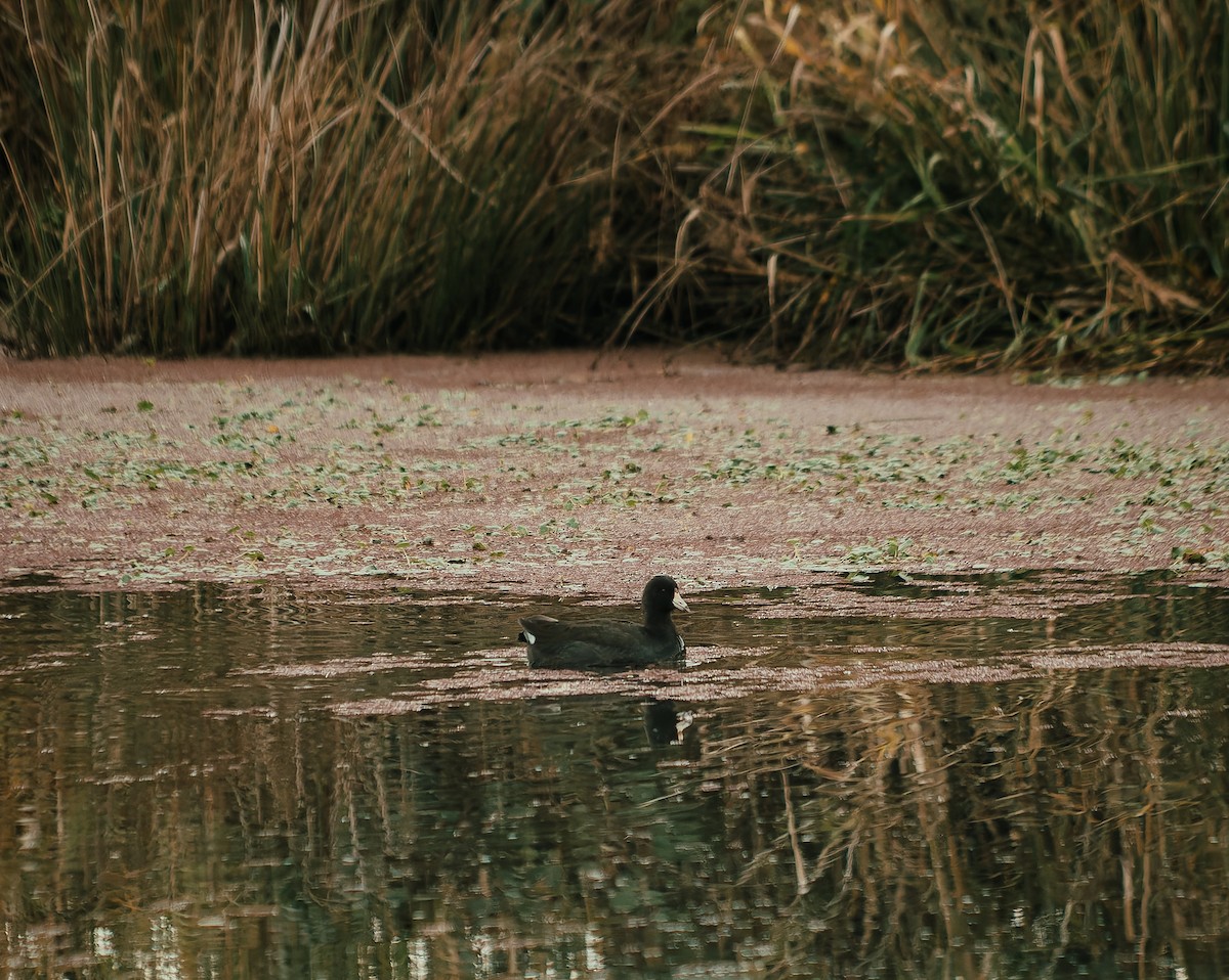 American Coot - ML647238121