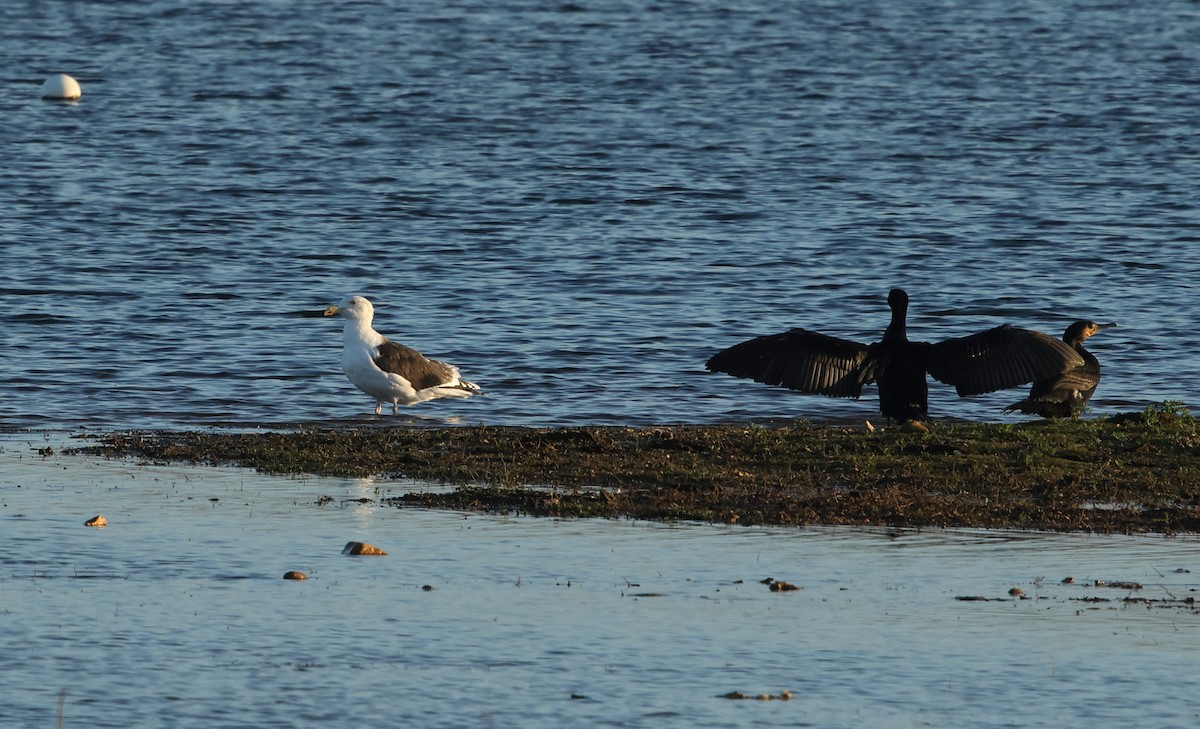 Great Black-backed Gull - ML647238126
