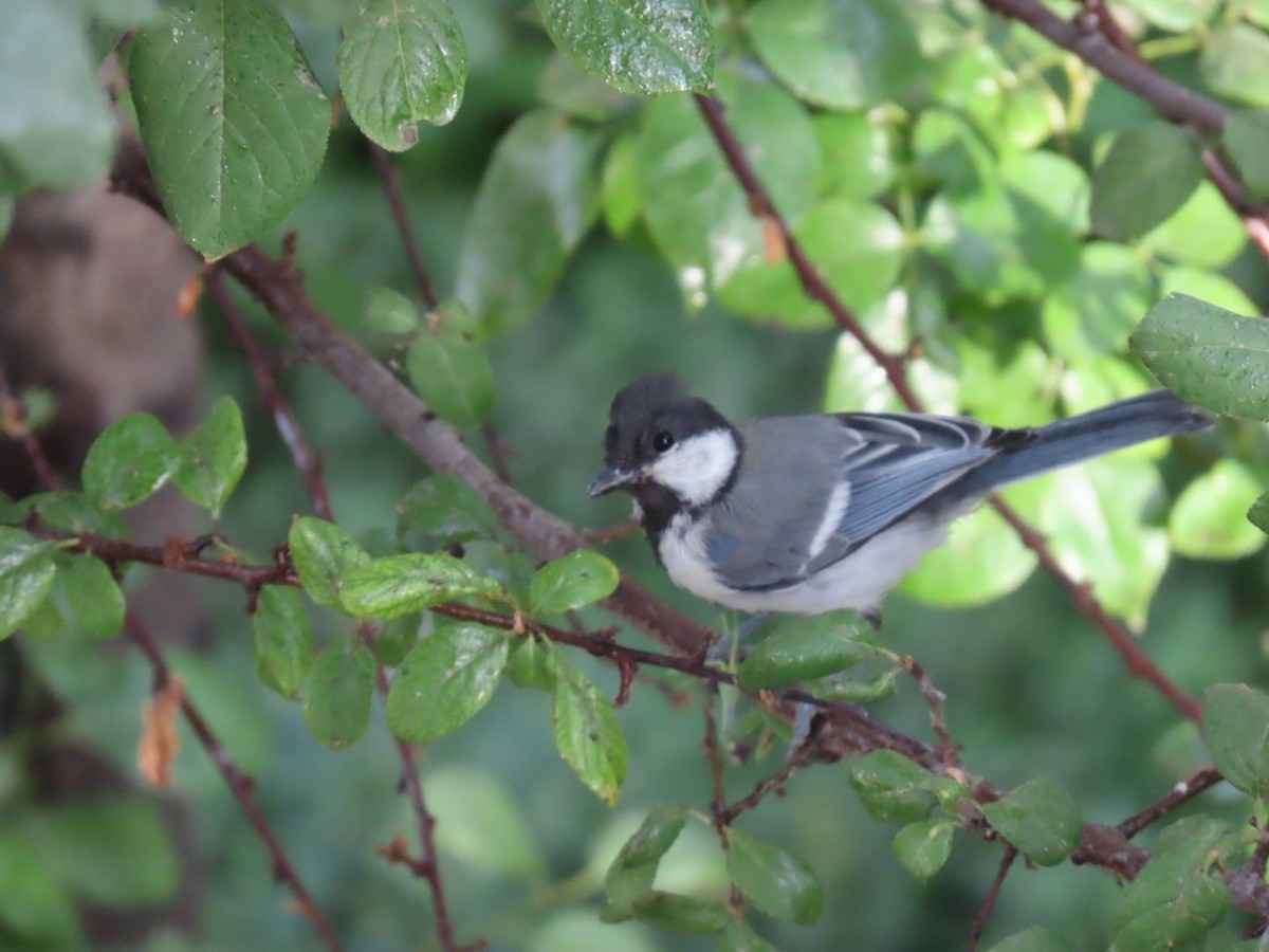Great Tit (Great) - ML647238128