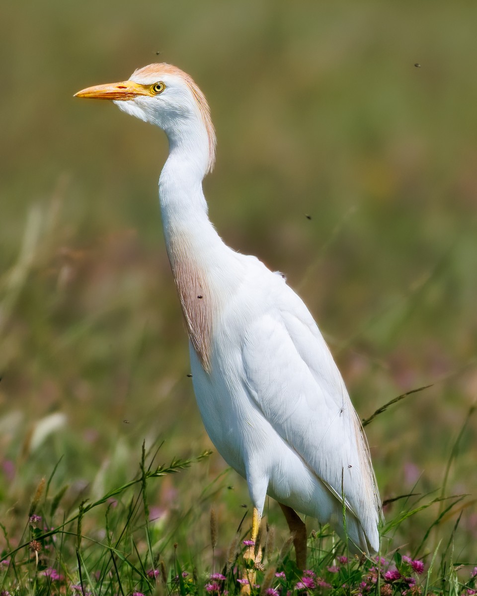 Египетская цапля - ML647238129