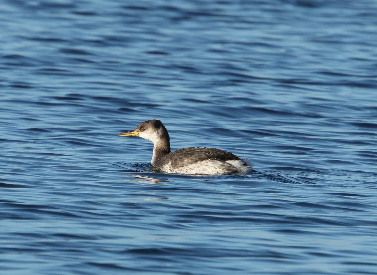 Red-necked Grebe - ML647238132