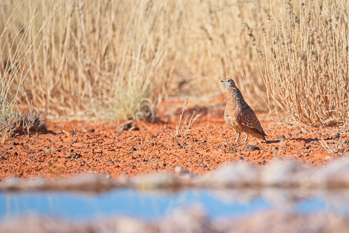 Burchell's Sandgrouse - ML647238135