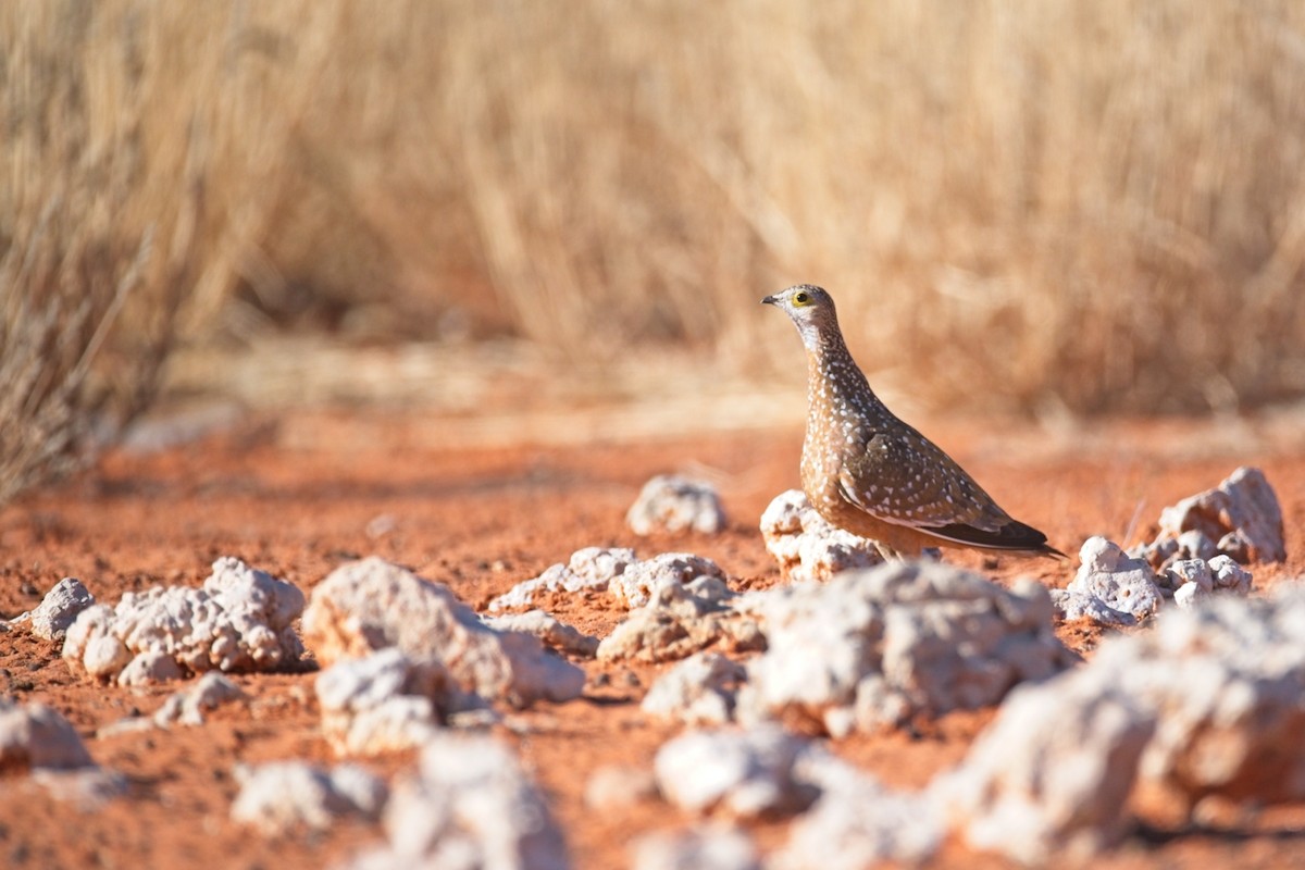 Ganga Goteada - ML647238136