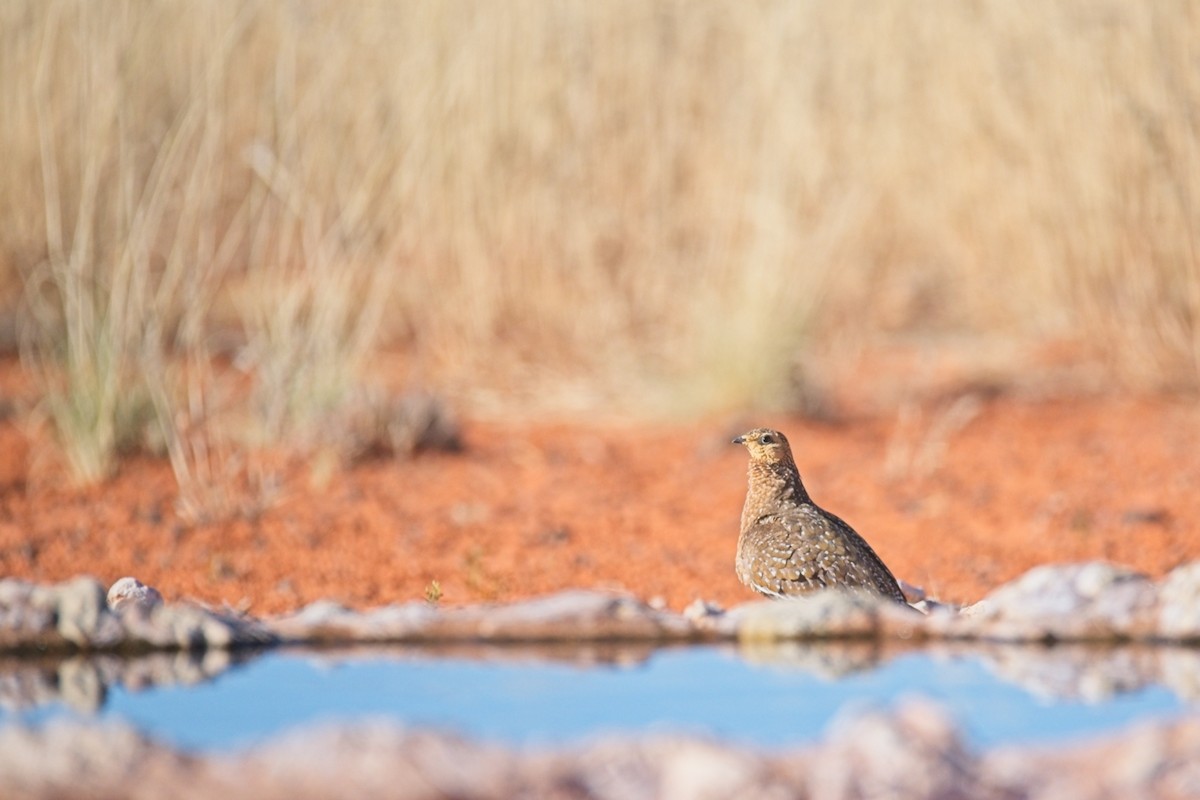 Burchell's Sandgrouse - ML647238137
