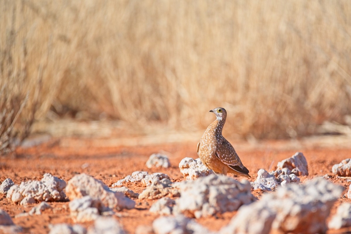 Ganga Goteada - ML647238138