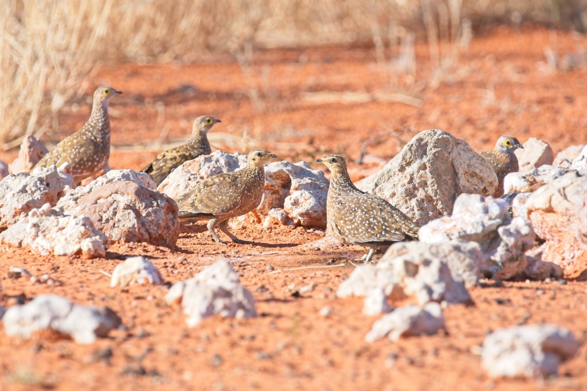 Burchell's Sandgrouse - ML647238139