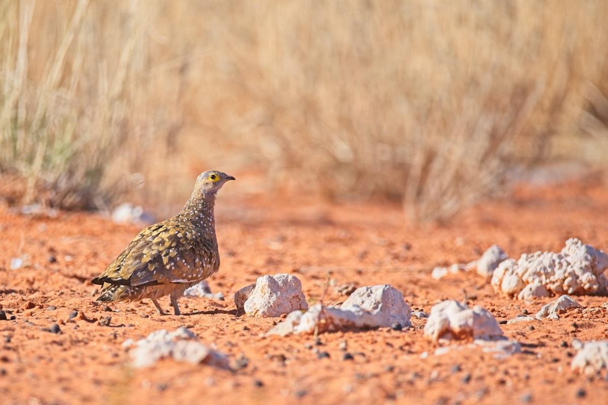 Burchell's Sandgrouse - ML647238140