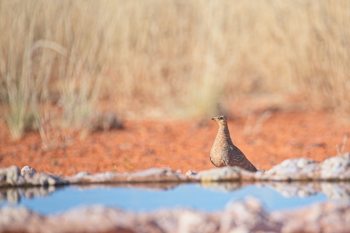 Burchell's Sandgrouse - ML647238141