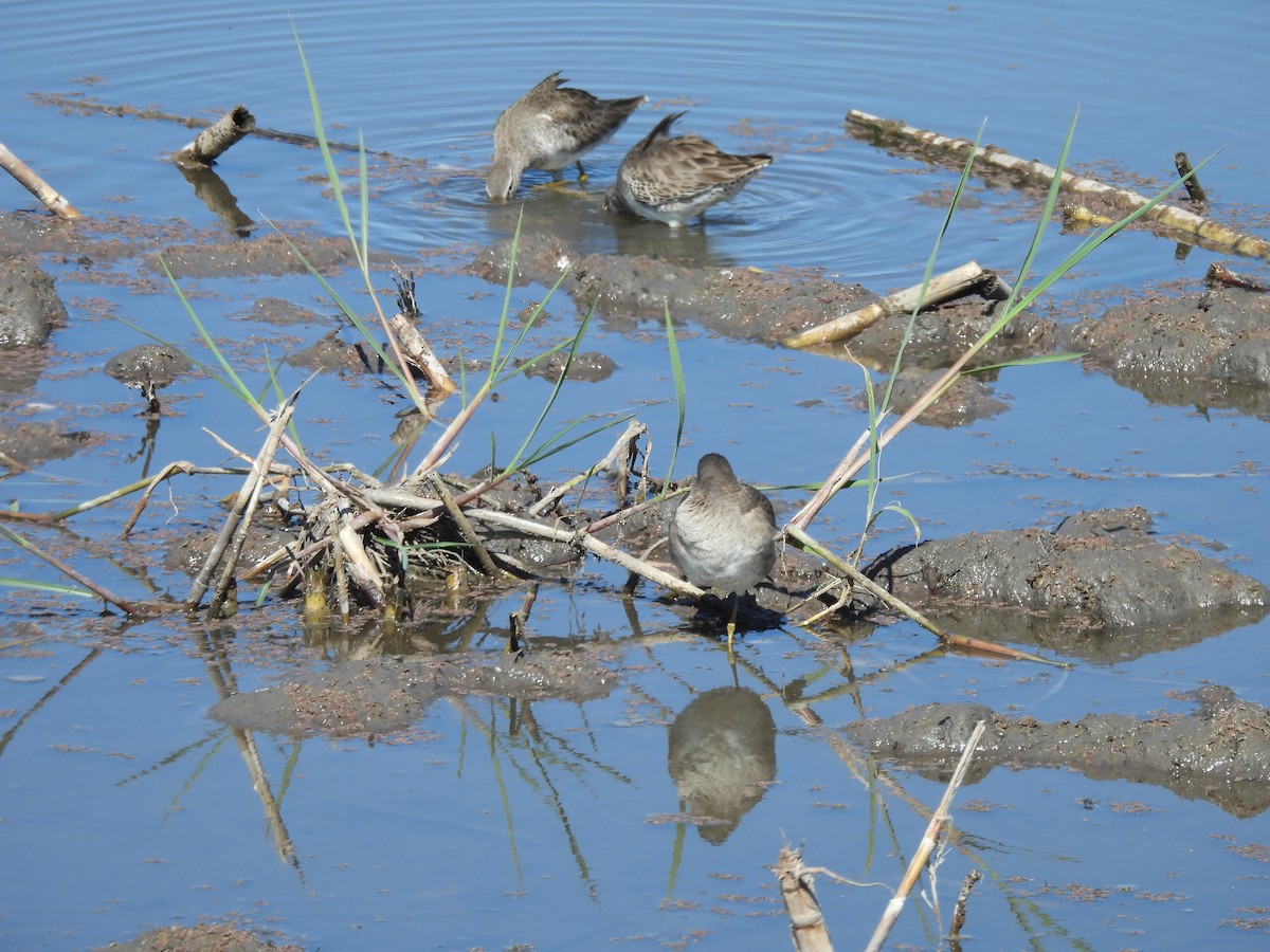 Long-billed Dowitcher - ML647238143