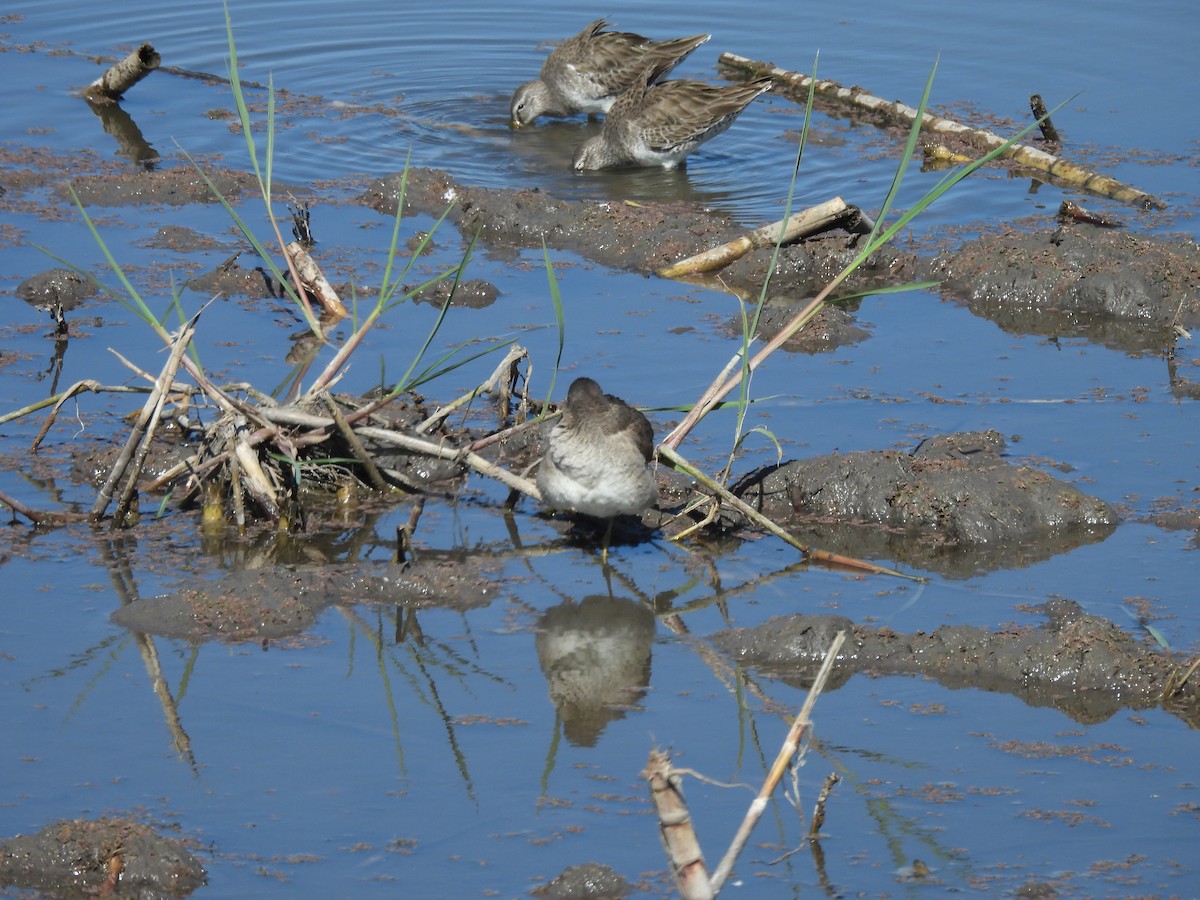 Long-billed Dowitcher - ML647238144