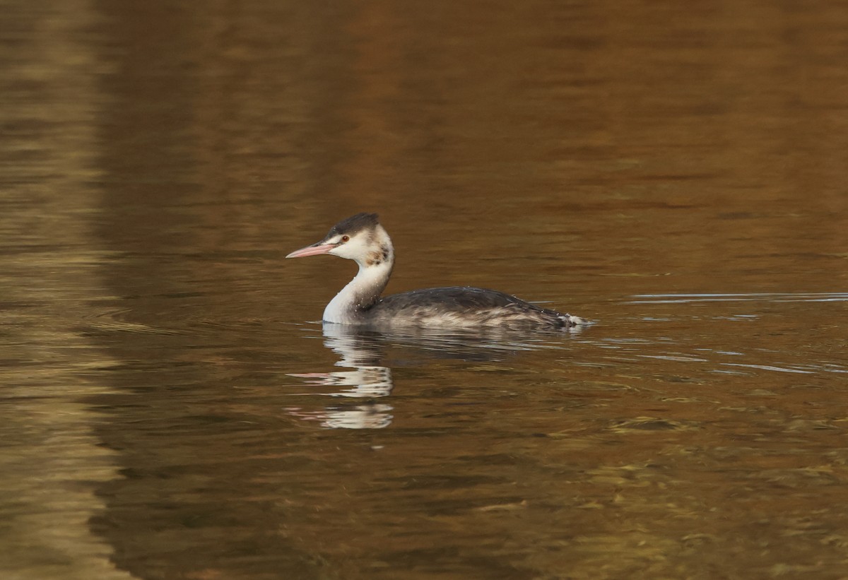 Great Crested Grebe - ML647238145