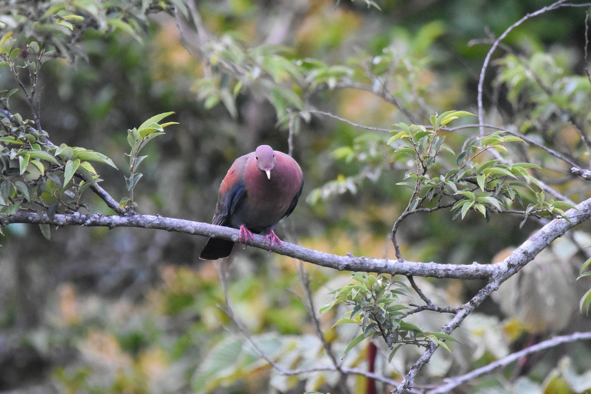 Red-billed Pigeon - ML647238146