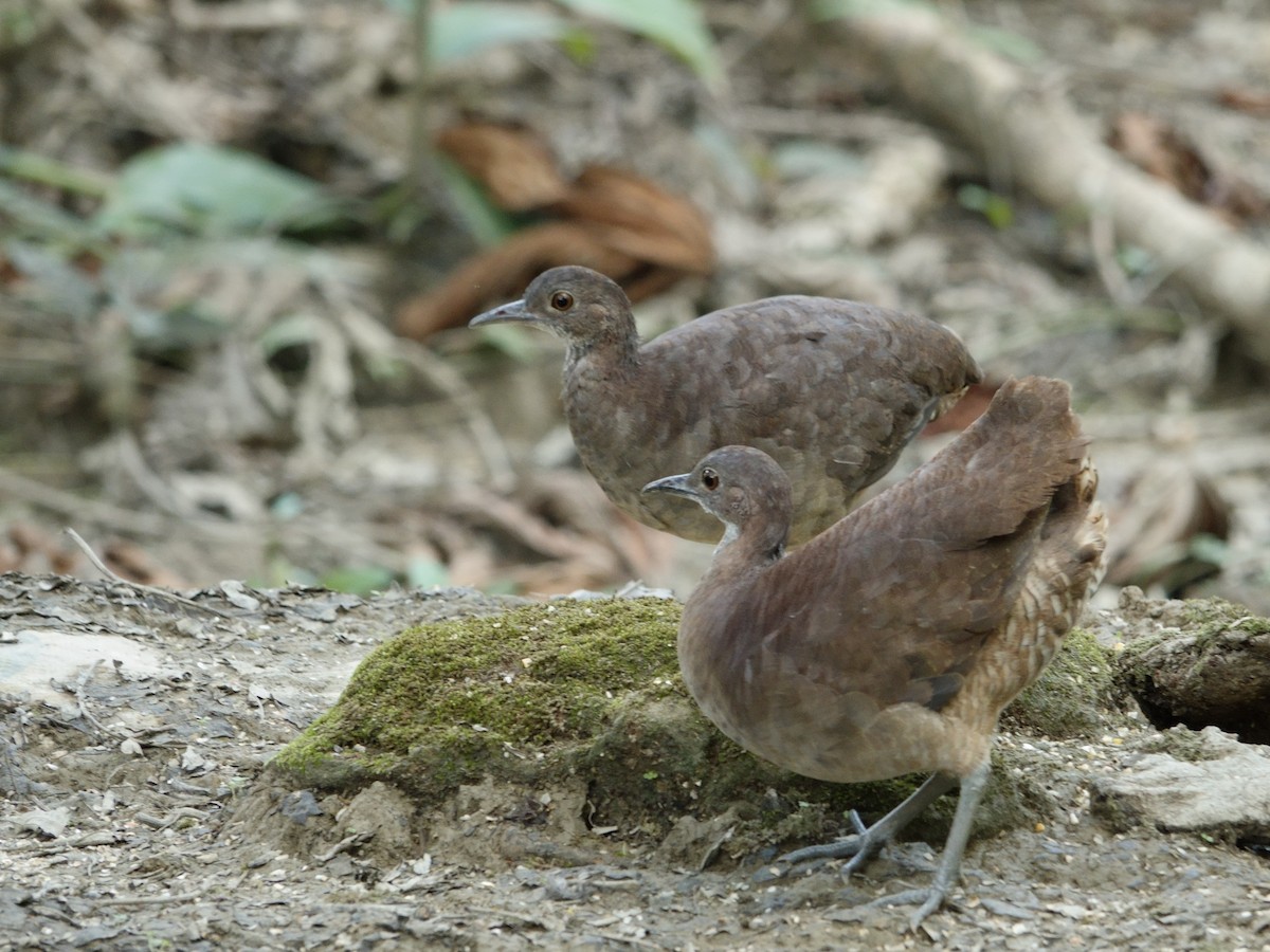 Undulated Tinamou - ML647238147