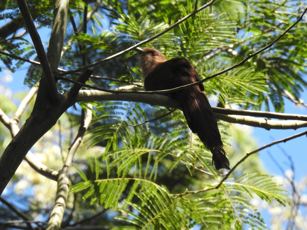 Common Squirrel-Cuckoo - ML647238148