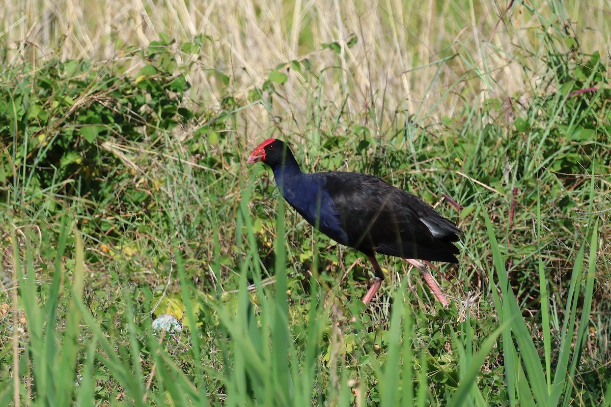 Australasian Swamphen - ML647238149