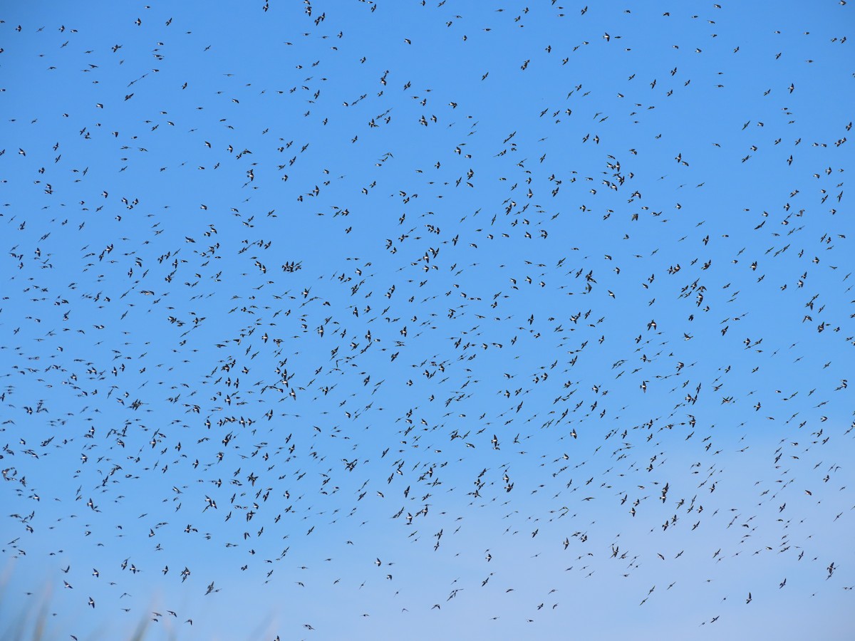 Tree Swallow - ML647238150