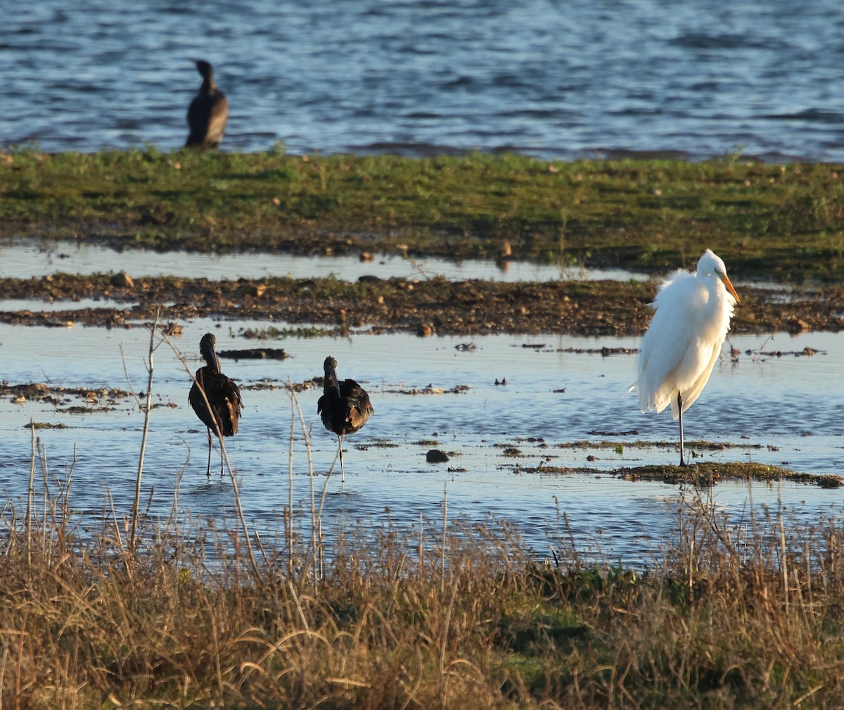 Glossy Ibis - ML647238151
