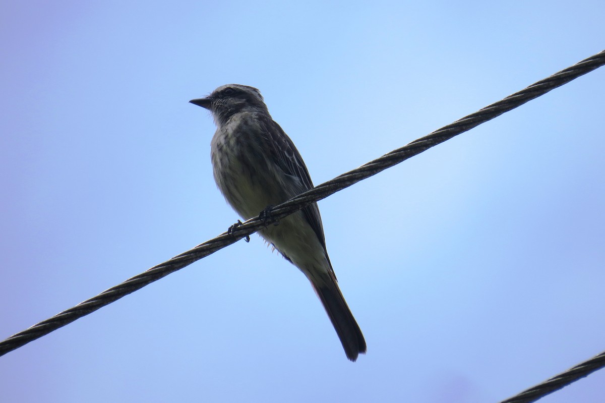 Variegated Flycatcher - ML647238152
