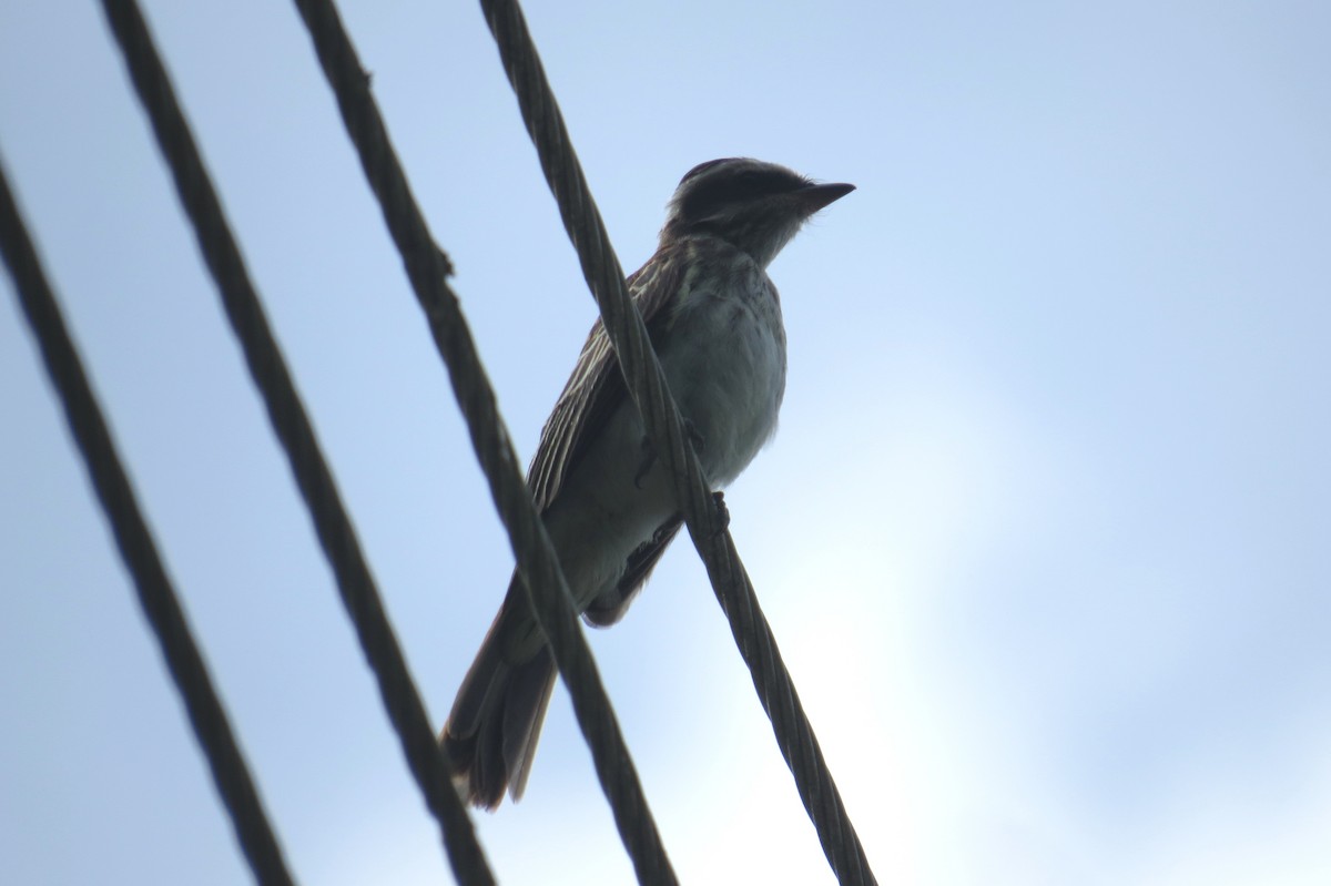Variegated Flycatcher - ML647238153