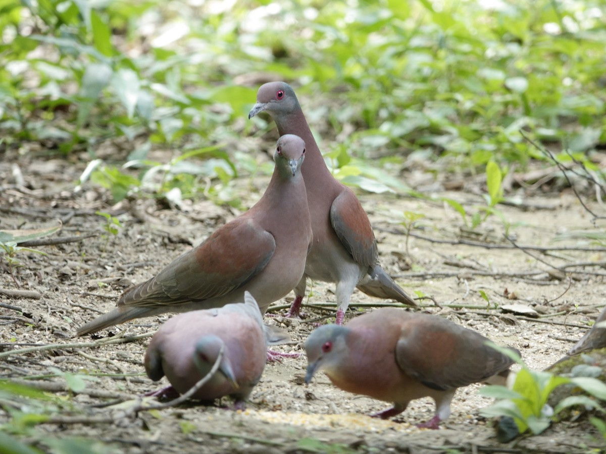 Pale-vented Pigeon - ML647238154