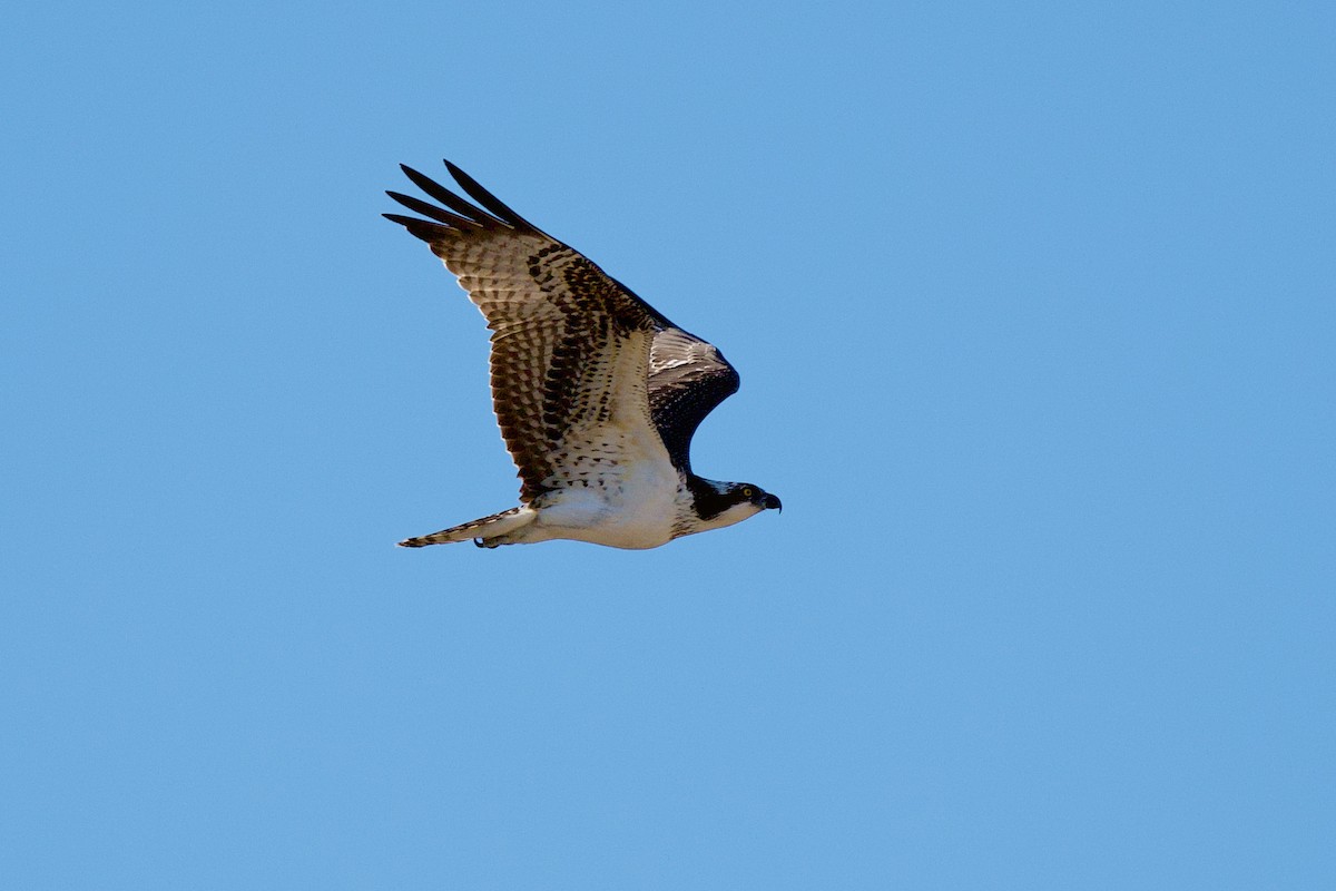 Osprey - ML647238155