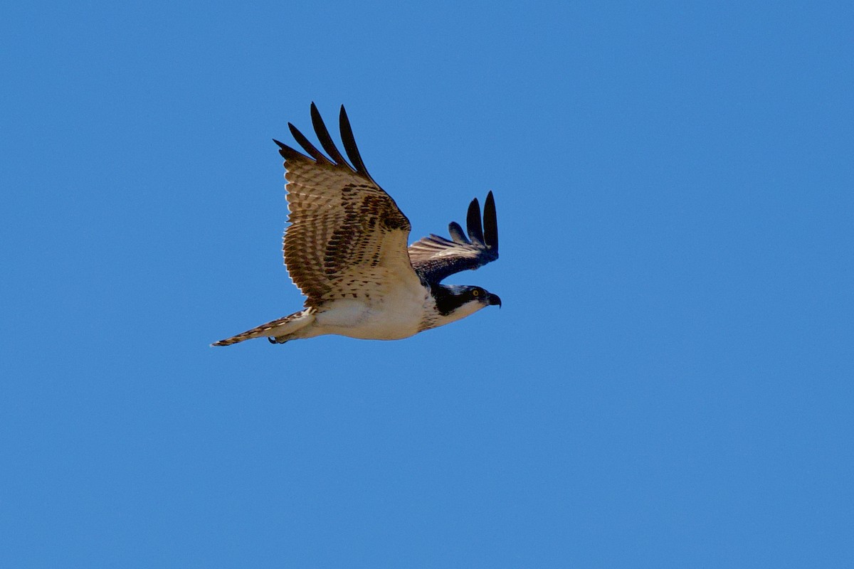 Osprey - ML647238156