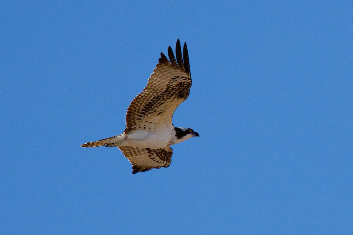 Osprey - ML647238157