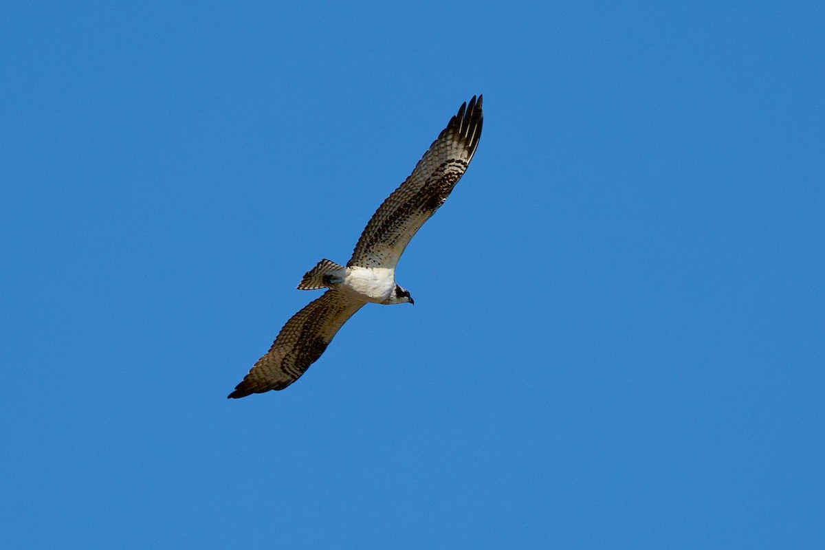 Osprey - ML647238158