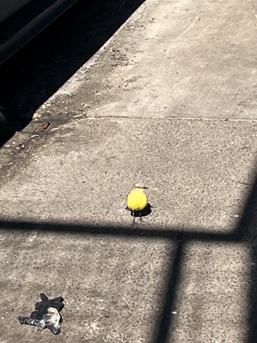 Cattle Tyrant - ML647238159