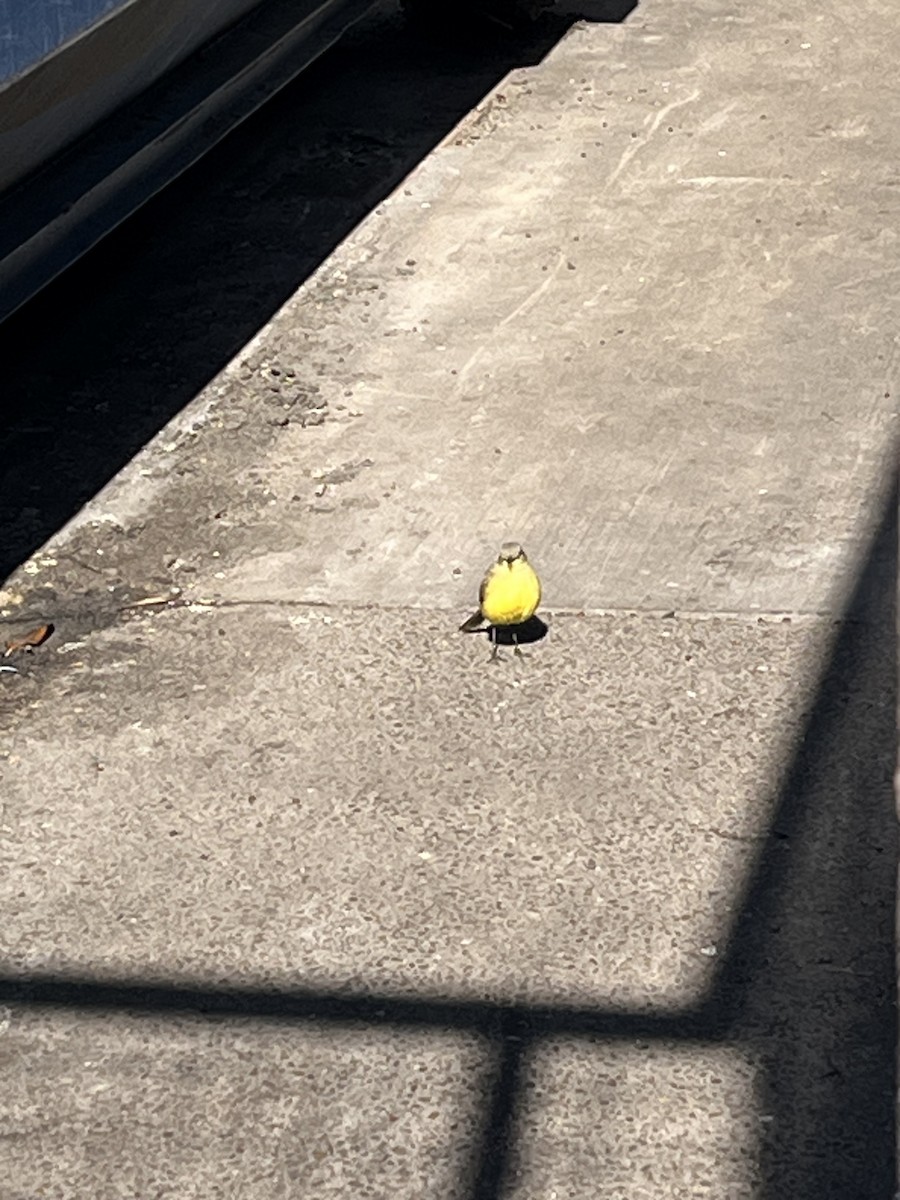 Cattle Tyrant - ML647238160