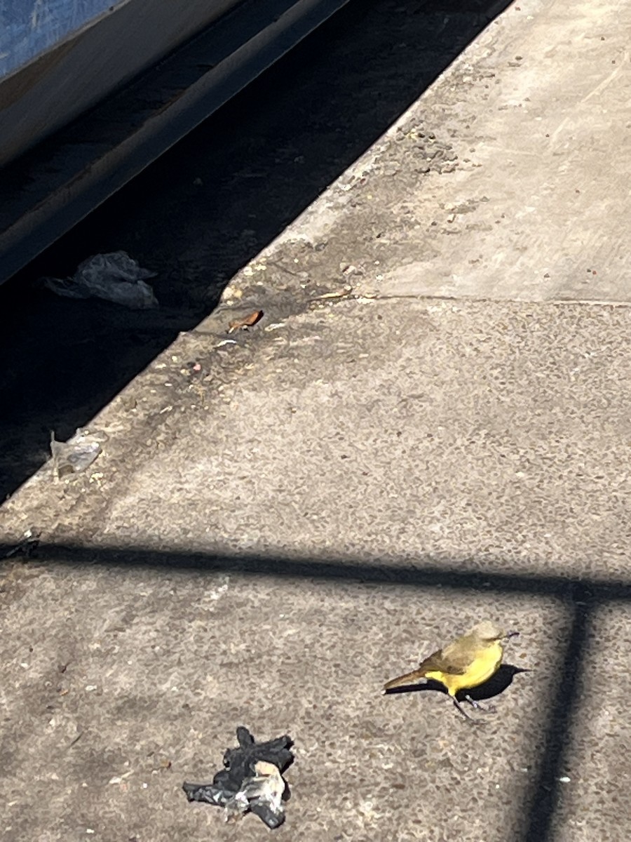 Cattle Tyrant - ML647238161