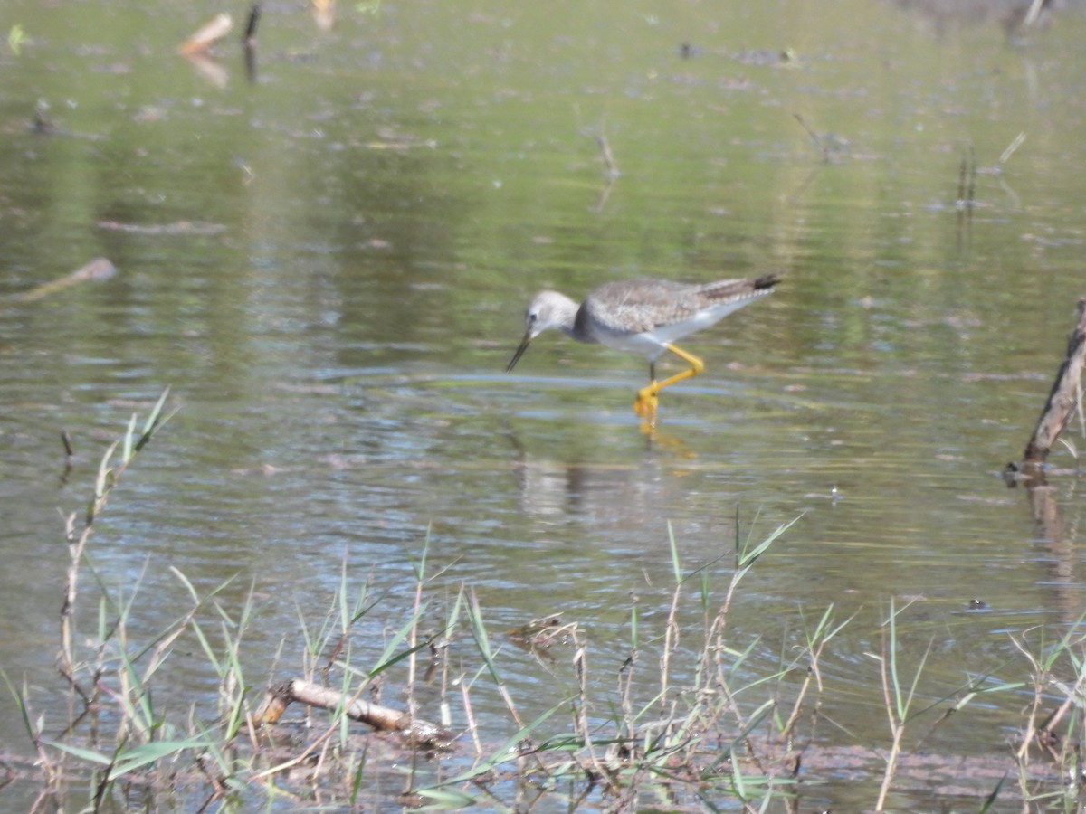 Greater Yellowlegs - ML647238162