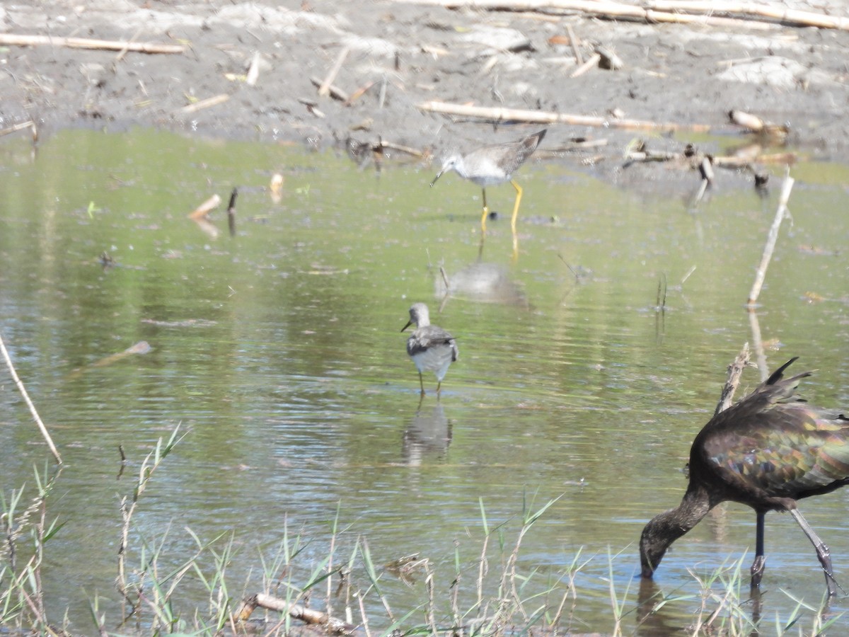 Greater Yellowlegs - ML647238163