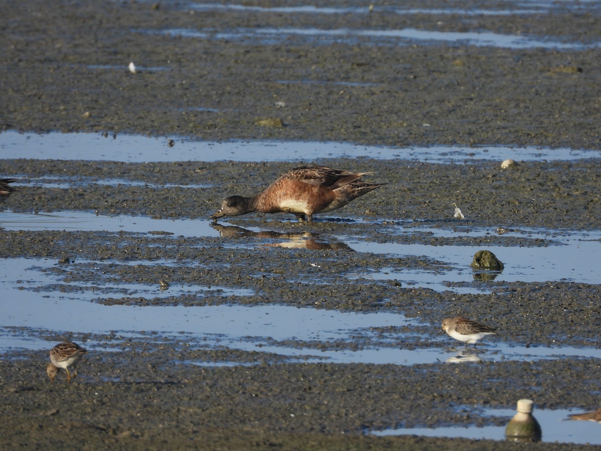 American Wigeon - ML647238164
