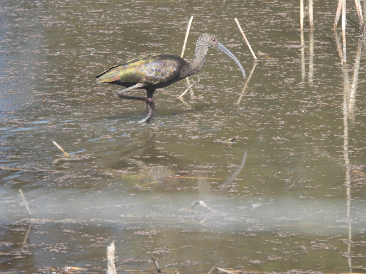 White-faced Ibis - ML647238165