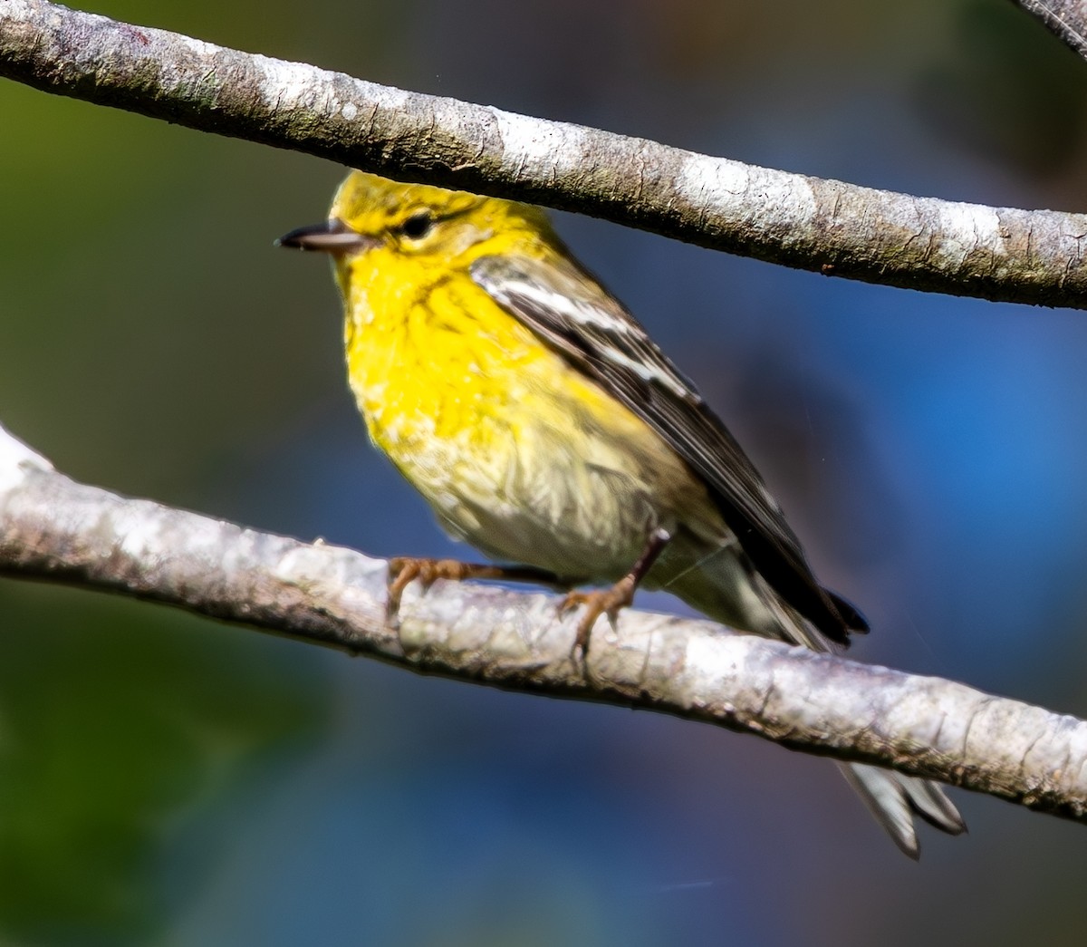 Pine Warbler - ML647238166