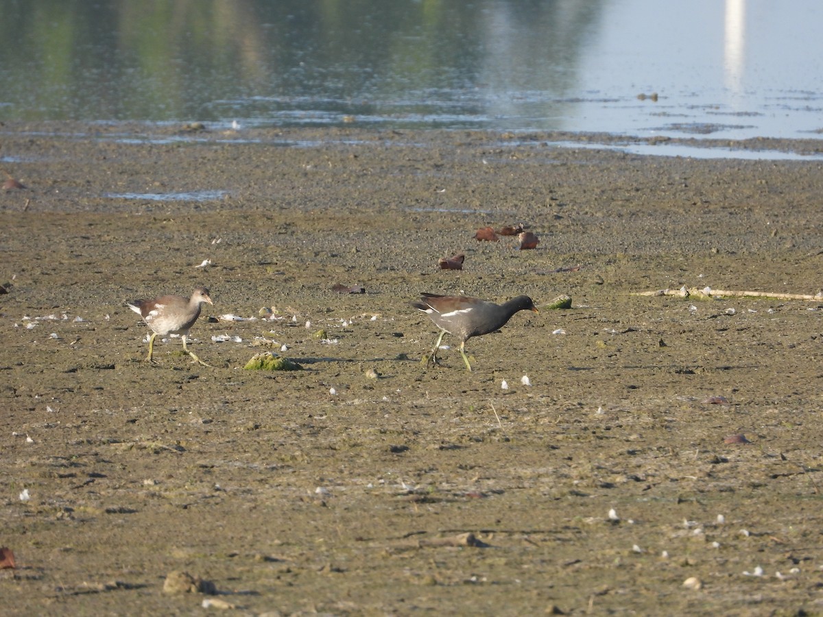 Курочка латиноамериканська - ML647238169