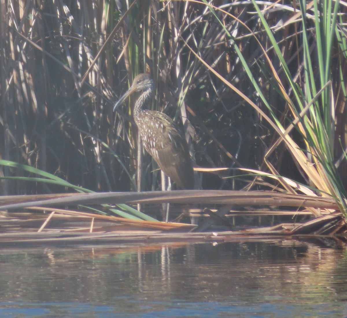 Limpkin - ML647238174