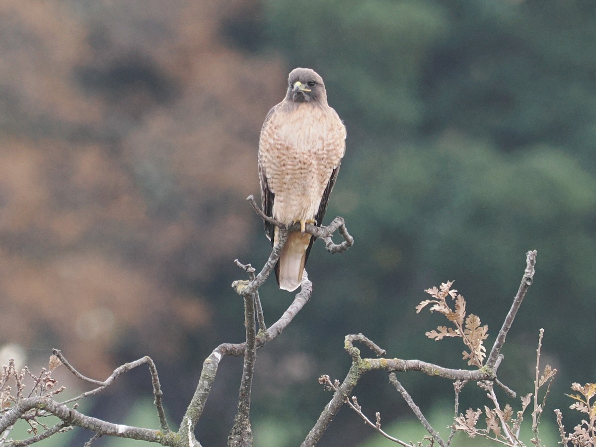 Red-tailed Hawk - ML647238178